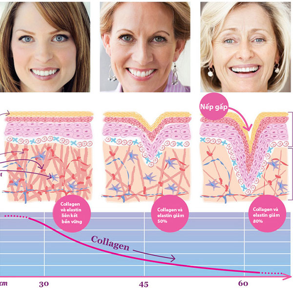 Quá trình lão hóa da